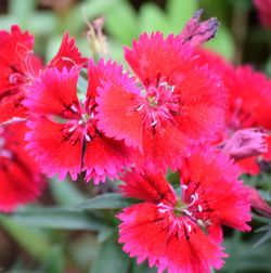 Close-up of red flowers blooming outdoors