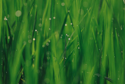 Full frame shot of wet grass