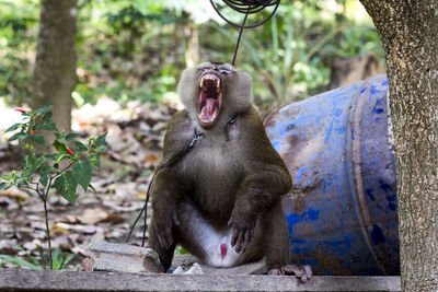 Monkey sitting on tree trunk