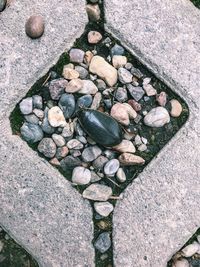 High angle view of shells on rock