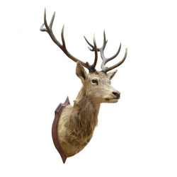 View of deer on white background