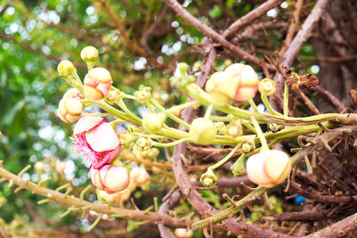 Close-up of flowers growing on tree