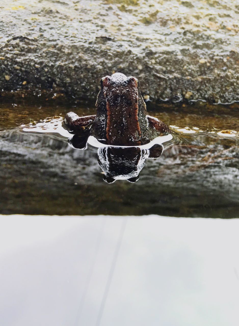 water, animal themes, one animal, waterfront, animals in the wild, high angle view, reflection, sea, wildlife, lake, rippled, bird, swimming, splashing, nature, outdoors, day, dog, wet, no people