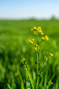 Close-up of yellow flowering plants on field