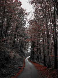 Road amidst trees against sky during autumn