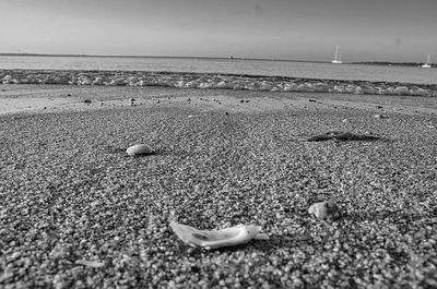 Surface level of shells on shore at beach against sky