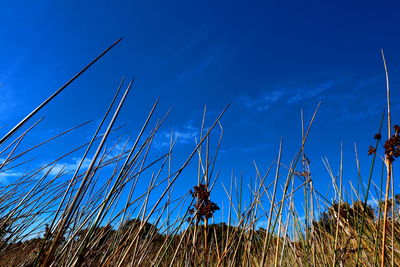 Low angle view of dry plants on field against blue sky