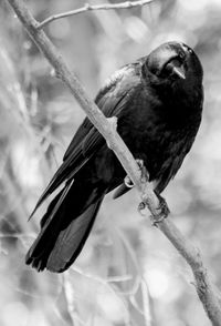 Close-up of bird perching on branch