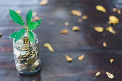 High angle view of leaves in glass jar on table