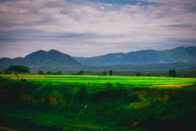 Scenic view of field against sky