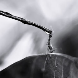 Close-up of ant