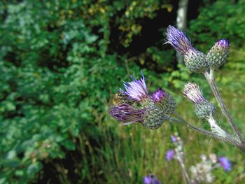 Close-up of butterfly pollinating on purple flowering plant