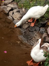 High angle view of swan swimming on lake