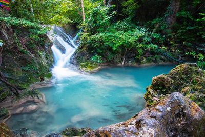 Scenic view of waterfall in forest