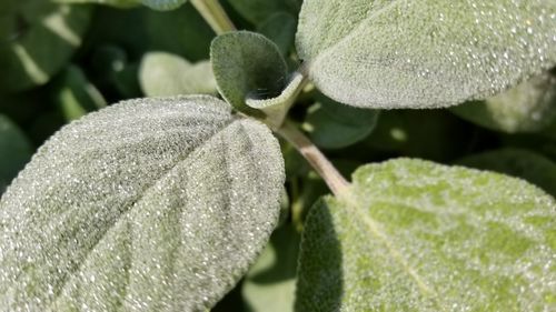 Close-up of plant