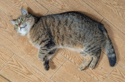 Striped domestic cat lies on the floor on side