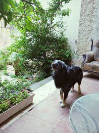High angle view of black dog in back yard