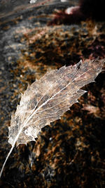 Close-up of dry frozen leaf