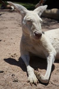 Close-up of kangaroo on field