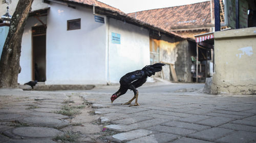 View of a bird on a street