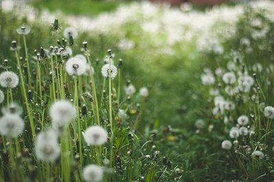 Close-up of dandelion on field