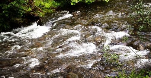 Stream flowing through rocks in forest