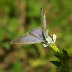 Close-up of butterfly on flower