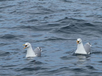 Swans swimming in sea