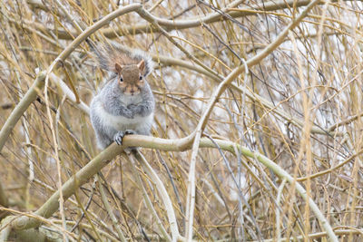Grey squirrel portrait on the willow tree