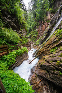 Stream amidst trees in forest