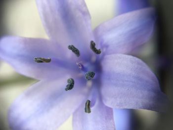 Close-up of purple flower