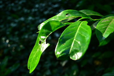 Close-up of wet plant leaves