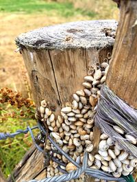 Close-up of logs on tree stump