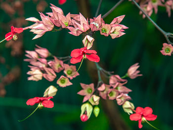 Close-up of pink flowering plants