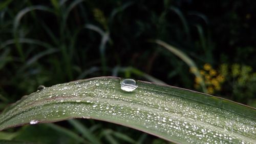 Close-up of raindrops on leaf