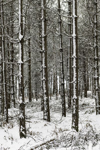 Trees in snow covered forest