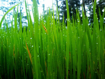 Close-up of grass growing on field
