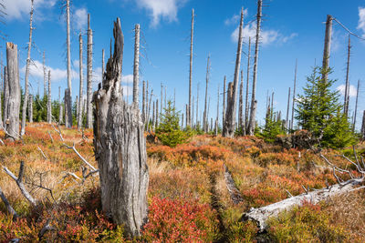 Panoramic view of death trees in forest against sky