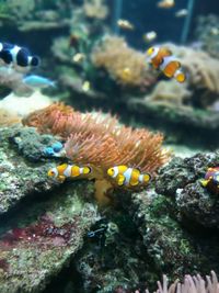 Close-up of fish underwater