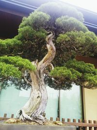 Close-up of tree trunk