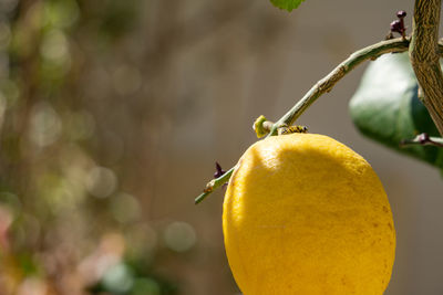 Relaxing bee on lemon tree 