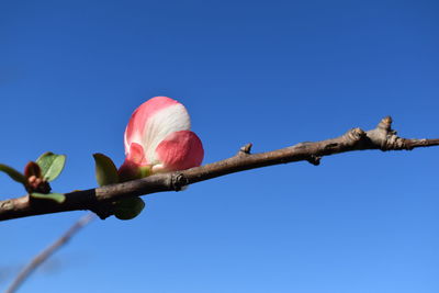 Low angle view of flowering plant against blue sky