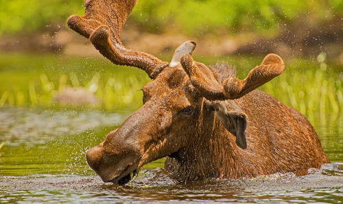 Water splashing in a lake