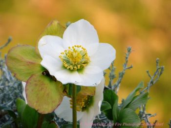 Close-up of flower blooming outdoors