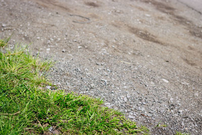 Close up of grass