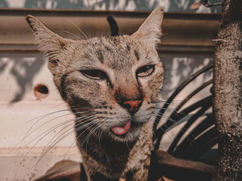 Close-up portrait of a cat