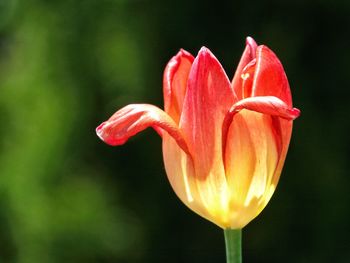 Red yellow tulip