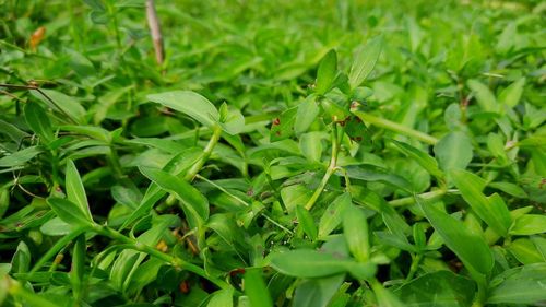 Close-up of fresh green plant in field