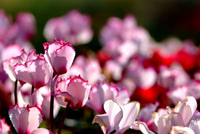 Close-up of pink flowering plant