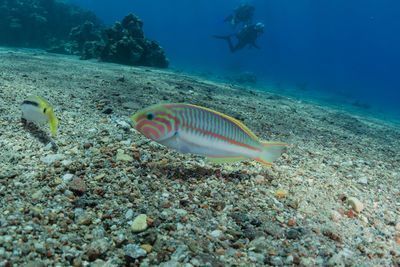 Fish swimming in sea